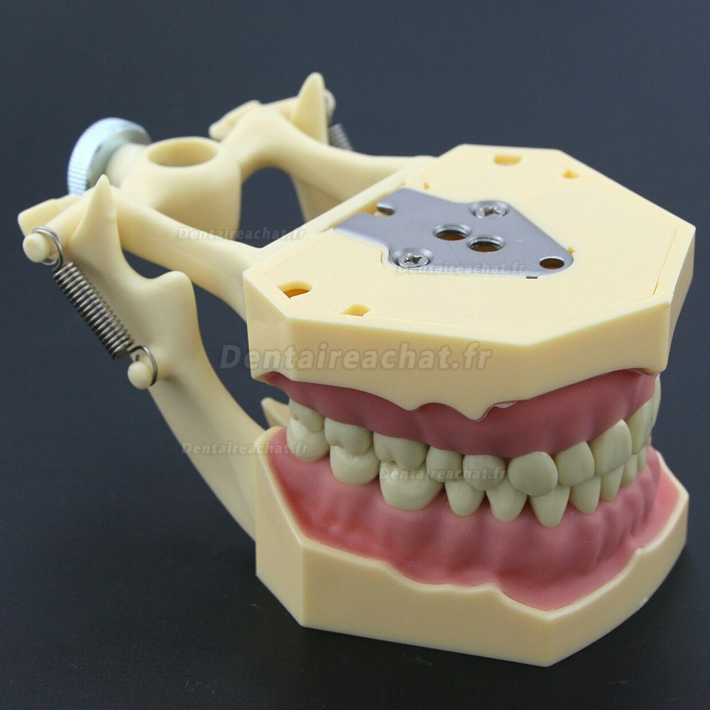 Modèle de restauration dentaire M8014-2 compatible avec Frasaco AG3 Type